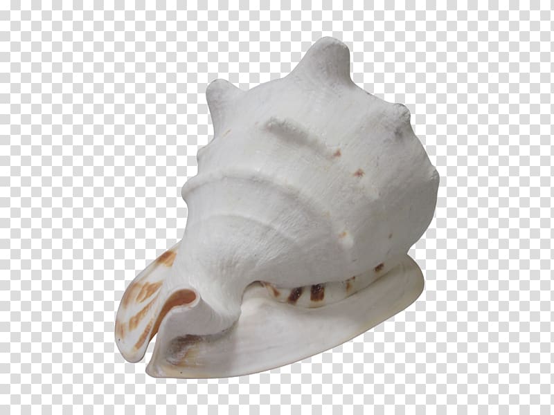 Bone Shankha, conch shell transparent background PNG clipart