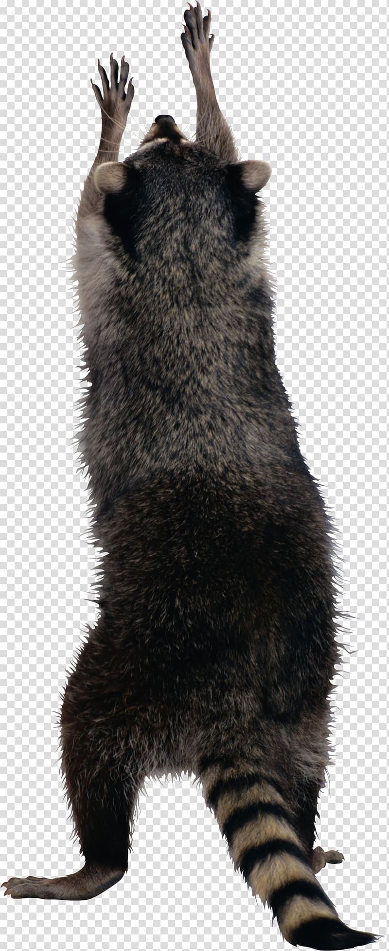 Raccoon Squirrel, Raccoon transparent background PNG clipart