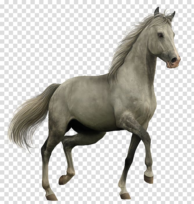 Gray horse illustration, Horse Icon, horse transparent background PNG ...
