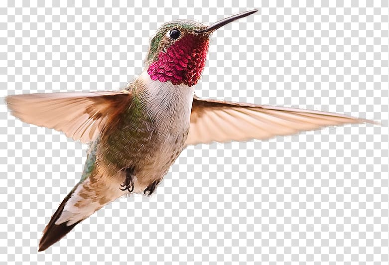 Broad-tailed hummingbird , Bird transparent background PNG clipart