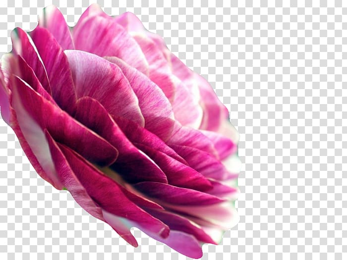Garden roses Persian buttercup Petal Desktop Flower, flower transparent background PNG clipart