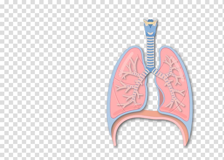 Organ Oblique fissure Lung Anatomy, Superior Orbital Fissure transparent background PNG clipart