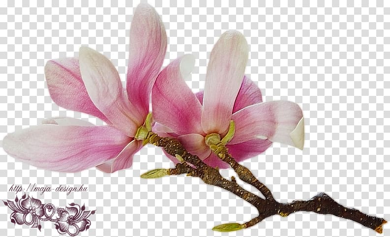 Magnolia Flower Desktop Daylily, flower transparent background PNG clipart