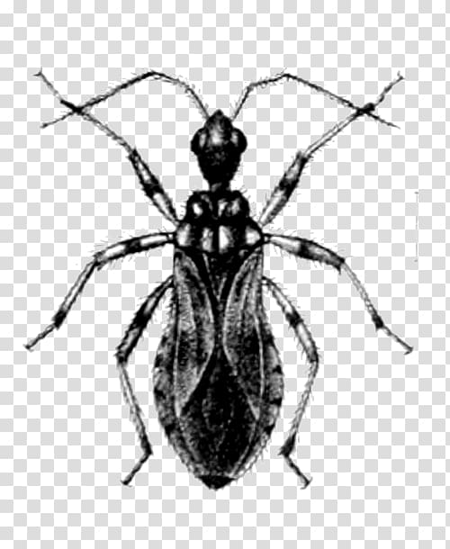 Weevil Heteroptera Sphaeridopinae Beetle Bed bug, beetle transparent background PNG clipart