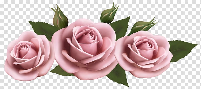 Rose Flower Amazon.com, Beautiful Pink Roses , pink roses transparent background PNG clipart