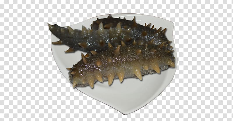 Sea cucumber as food, Sea cucumber transparent background PNG clipart