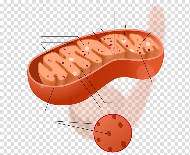 Mitochondrion Cytoplasm Cell Biology Mitochondrial DNA, others transparent background PNG clipart