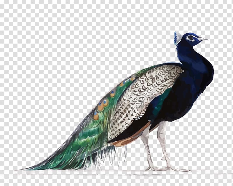 The Peafowl of the World Bird Painting, Peacock transparent background PNG clipart