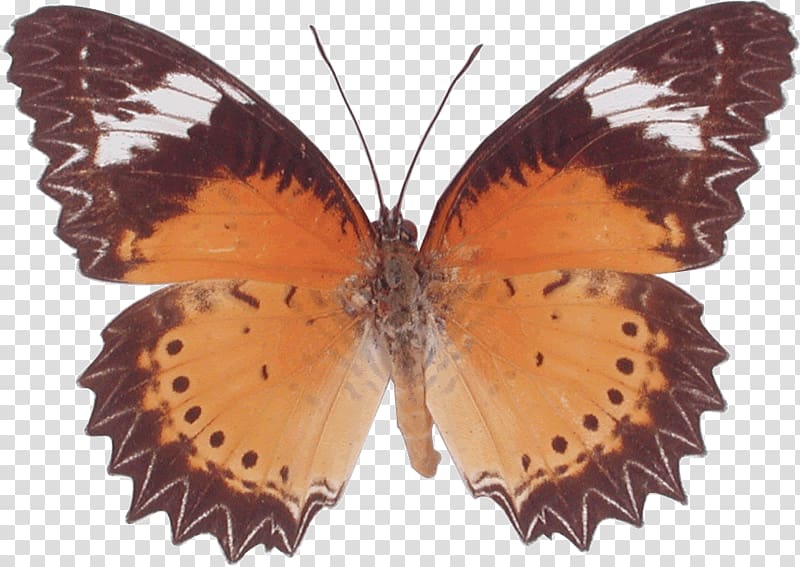 Butterfly Cethosia cyane , butterfly transparent background PNG clipart