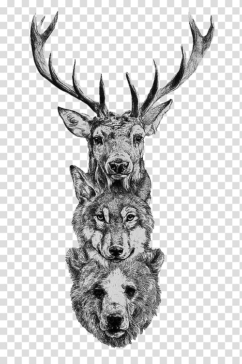 Gray wolf Deer Bear Coyote Drawing, watercolour animals transparent background PNG clipart