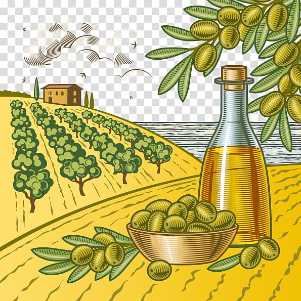 Olive , olive oil transparent background PNG clipart