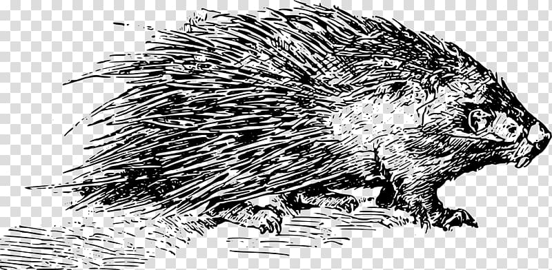 Porcupine Domesticated hedgehog , others transparent background PNG clipart