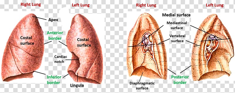 Muscle Lingula of left lung Surface anatomy, heart transparent background PNG clipart