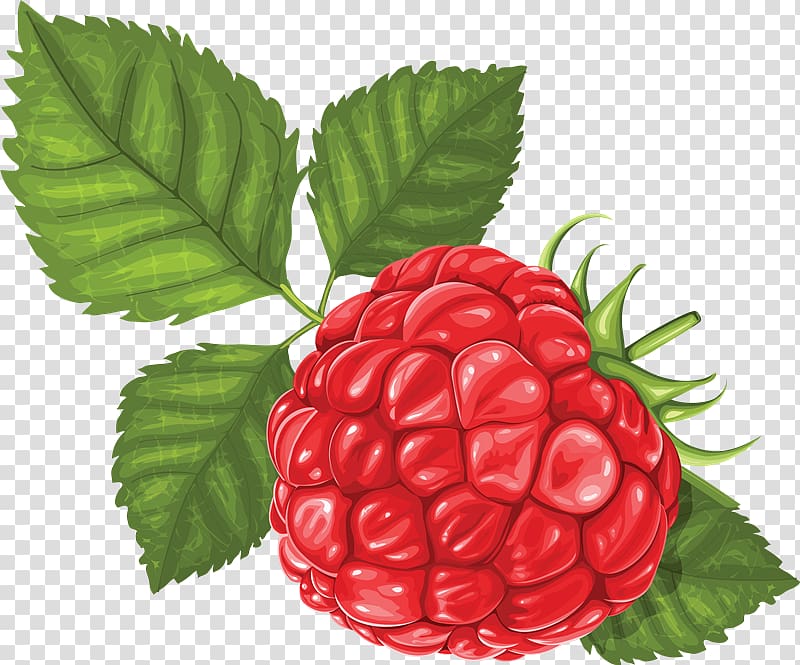 Raspberry , raspberry transparent background PNG clipart
