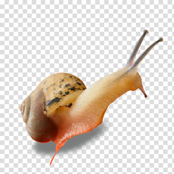 Snail Euclidean Computer file, snails transparent background PNG clipart
