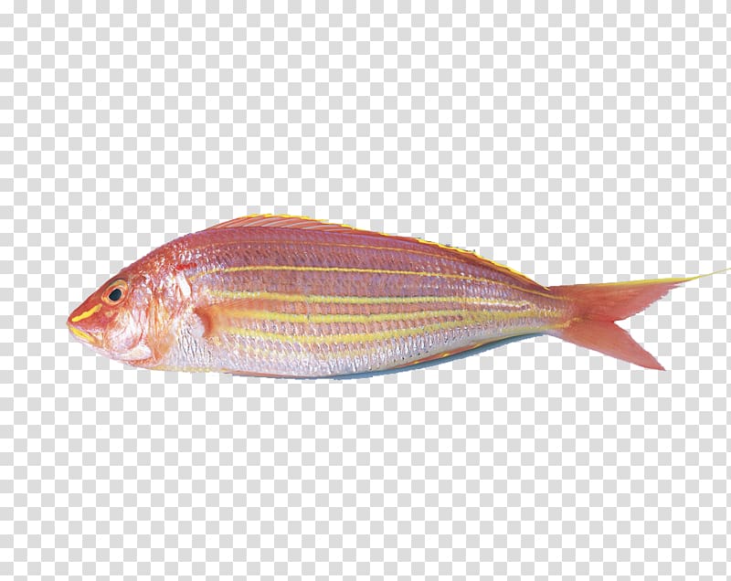 Carassius auratus Surimi Fish ball Northern red snapper Oyster, Red fish transparent background PNG clipart