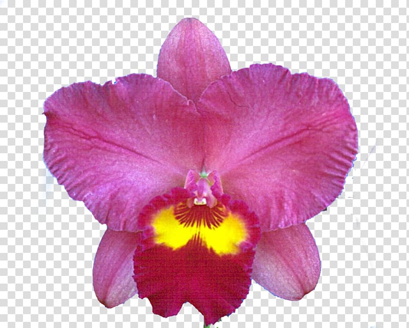 Christmas orchid Crimson Cattleya Dendrobium Orchids Moth orchids, others transparent background PNG clipart