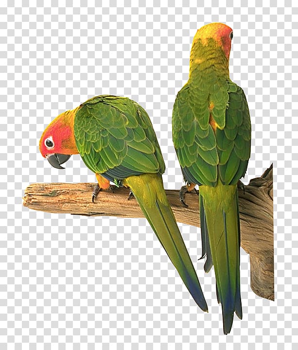 Lovebird Parakeet Riddle Child, Bird transparent background PNG clipart