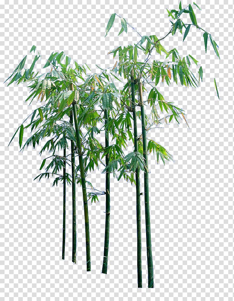 creative cartoon bamboo trees transparent background PNG clipart