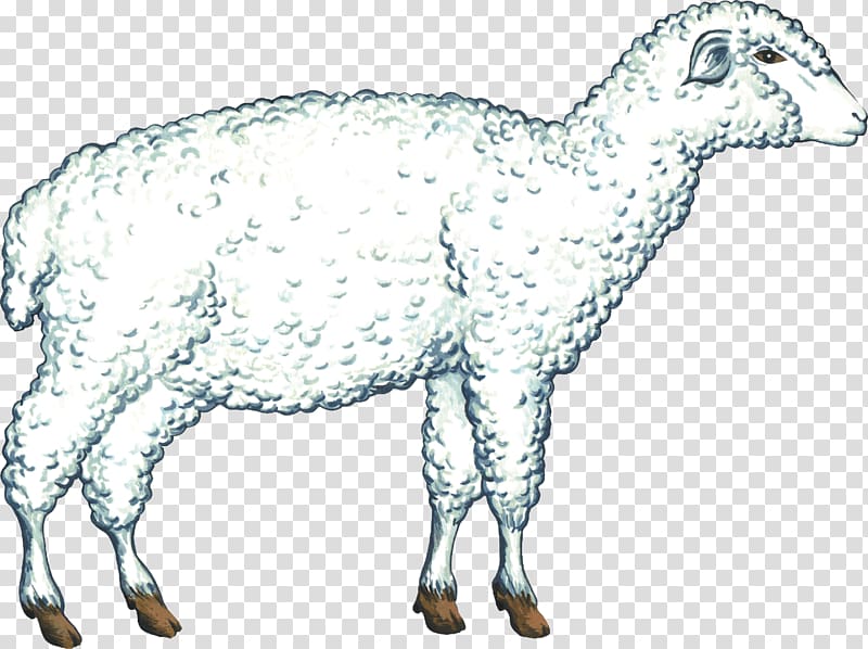 Cattle Goat Sheep Caprinae Pack animal, sheep transparent background PNG clipart
