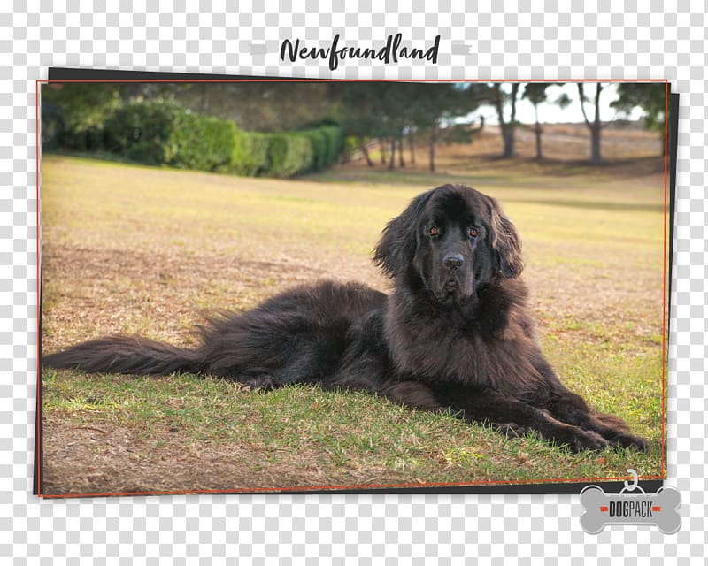 Newfoundland dog Giant dog breed Leonberger Cão da Serra de Aires, puppy transparent background PNG clipart