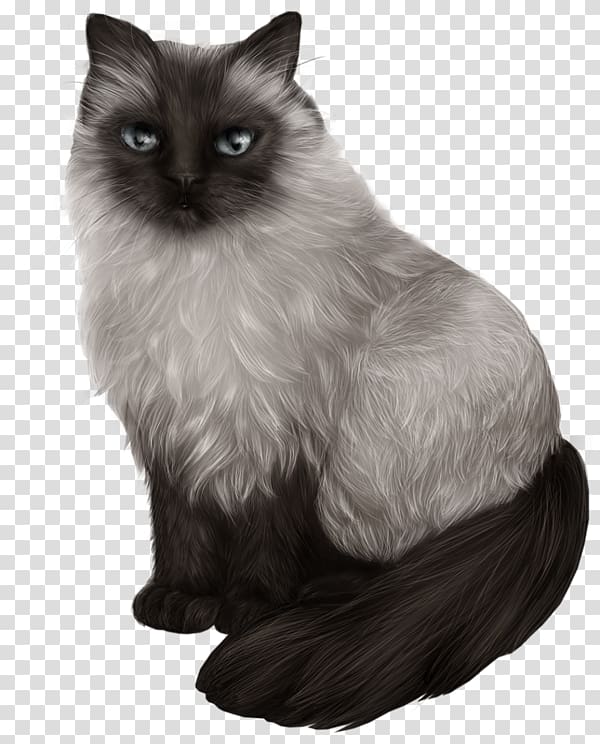 Himalayan cat Balinese cat Siamese cat Ragdoll Asian Semi-longhair, Black Cat transparent background PNG clipart