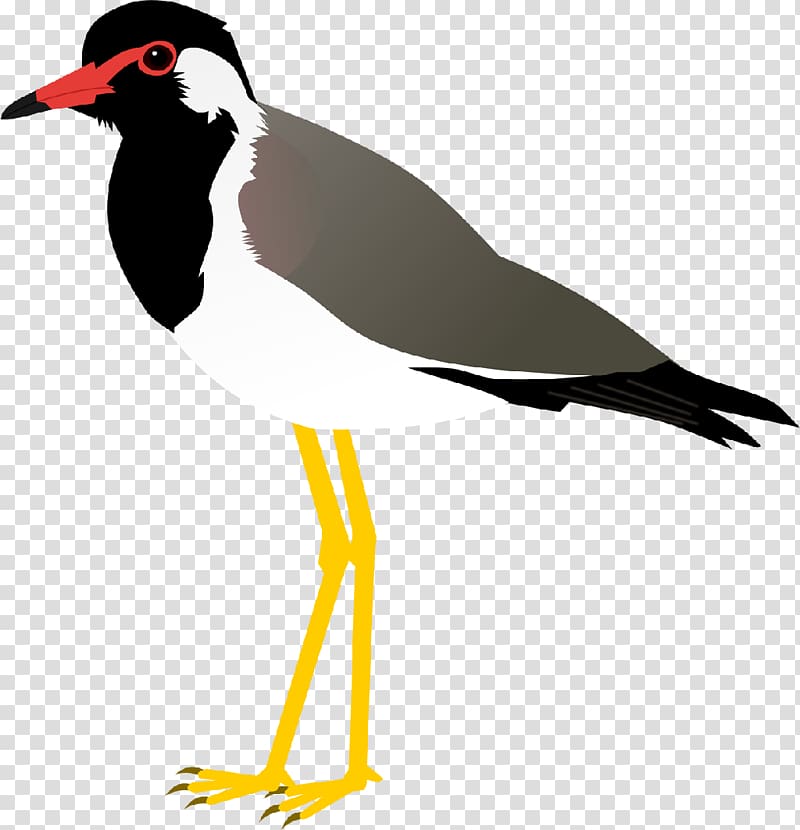 Bird Beak Red-wattled lapwing Yellow-wattled lapwing, Bird transparent background PNG clipart