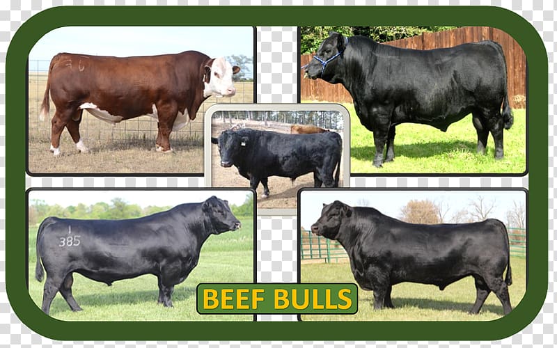 Zebu Calf Ox Bull Fauna, beef cattle transparent background PNG clipart