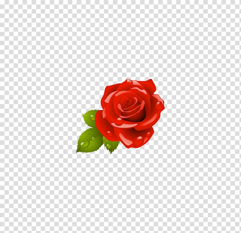 Garden roses Flower, Rose,Red rose transparent background PNG clipart