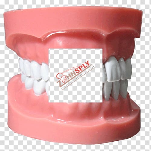 Human tooth Typodont Dentistry Jaw, dental model transparent background PNG clipart