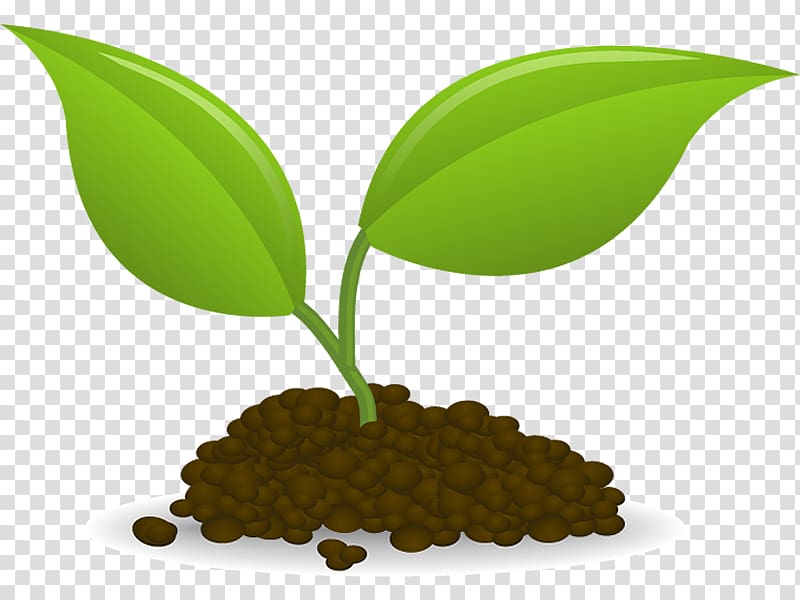 Plant Sowing Seedling , plant transparent background PNG clipart