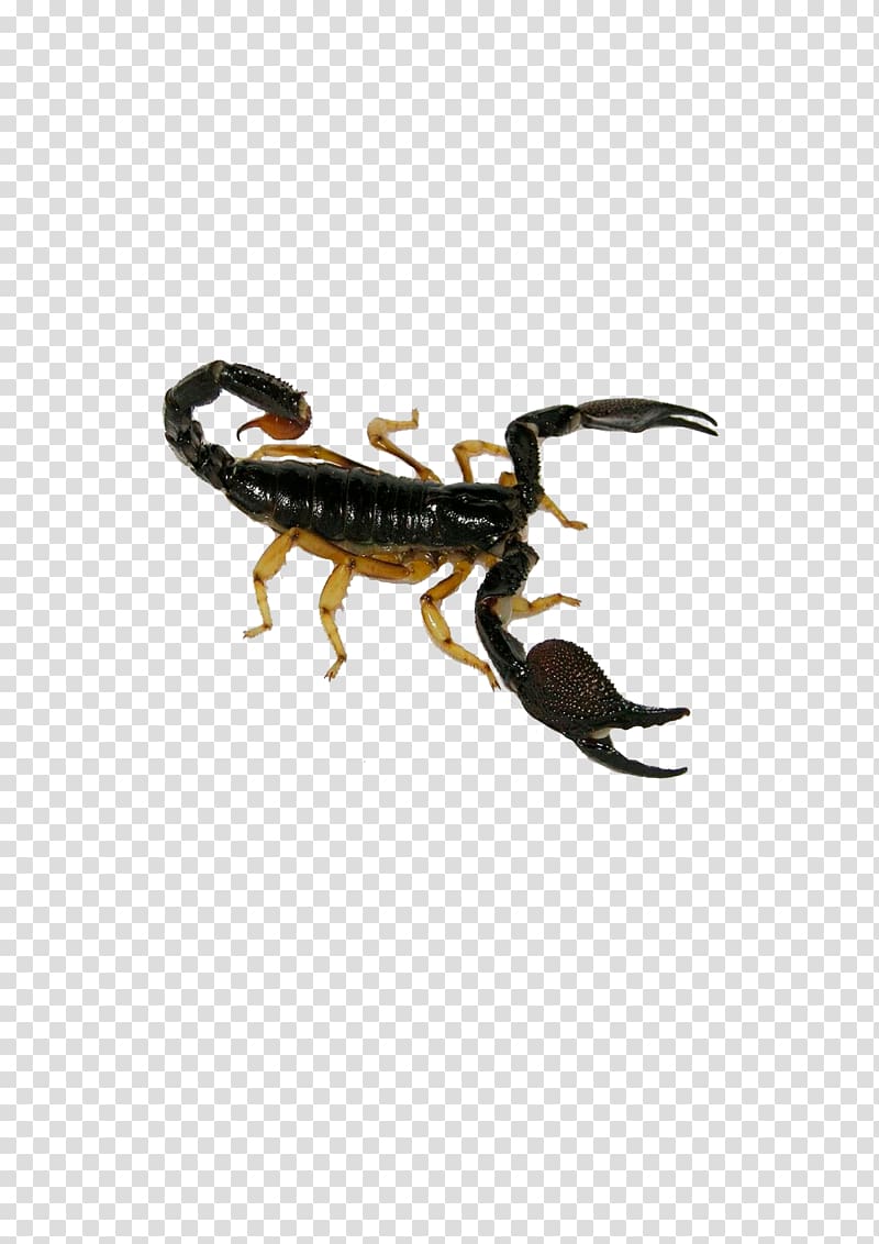 Scorpion Deathstalker Insect Poison, insect,insect transparent background PNG clipart