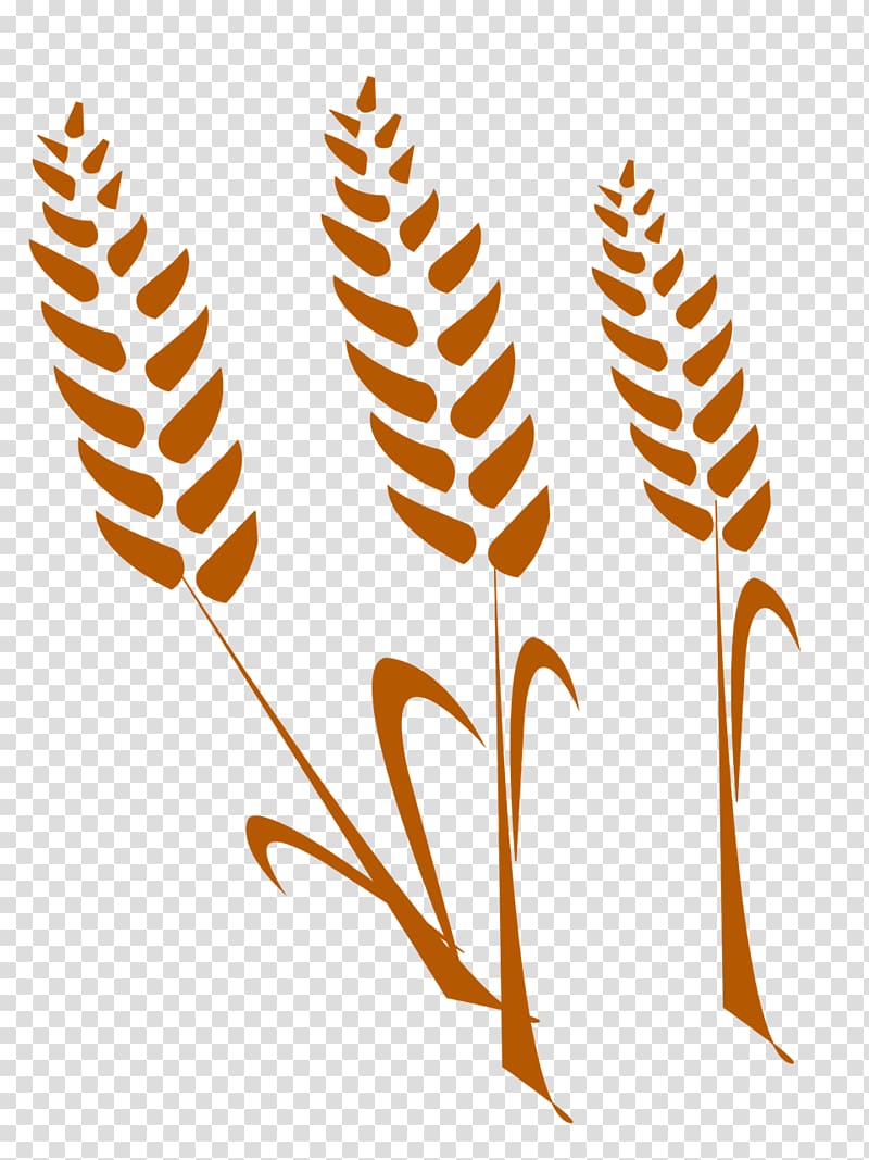Wheat Cereal Agriculture Gratis , wheat transparent background PNG clipart
