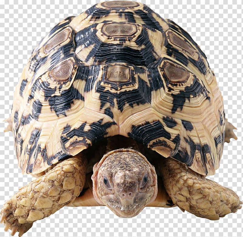 Turtle Tortoise, tortuga transparent background PNG clipart