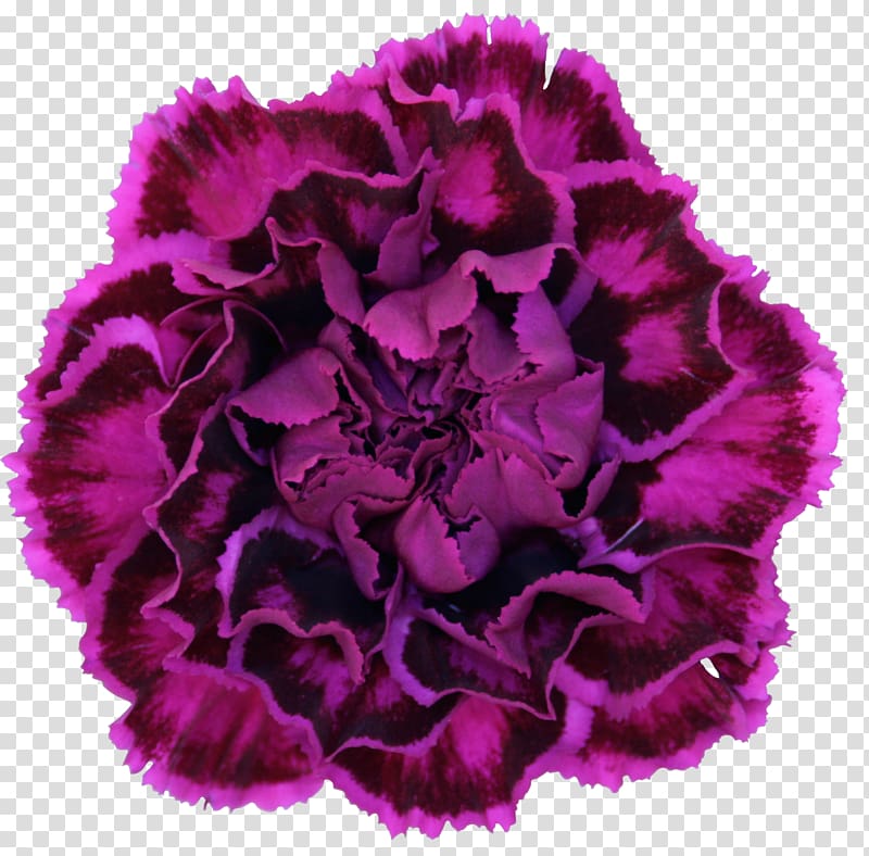 Carnation Flower Violet Purple Dianthus chinensis, carnation flowers transparent background PNG clipart