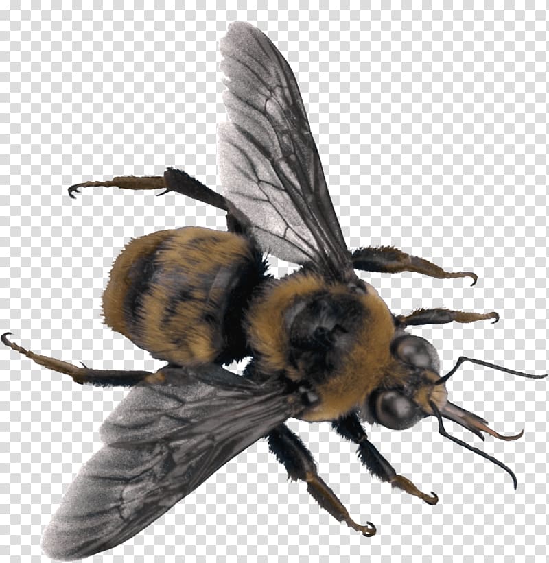 Western honey bee Insect Hornet, bee transparent background PNG clipart