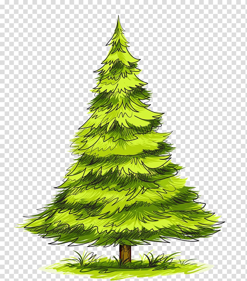 Spruce Pine Tree Drawing, tree transparent background PNG clipart