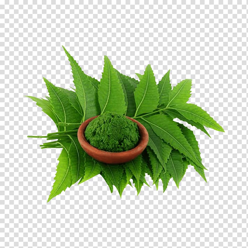 green leafed plants, Neem Tree Neem oil Extract Plant, neem leaf transparent background PNG clipart