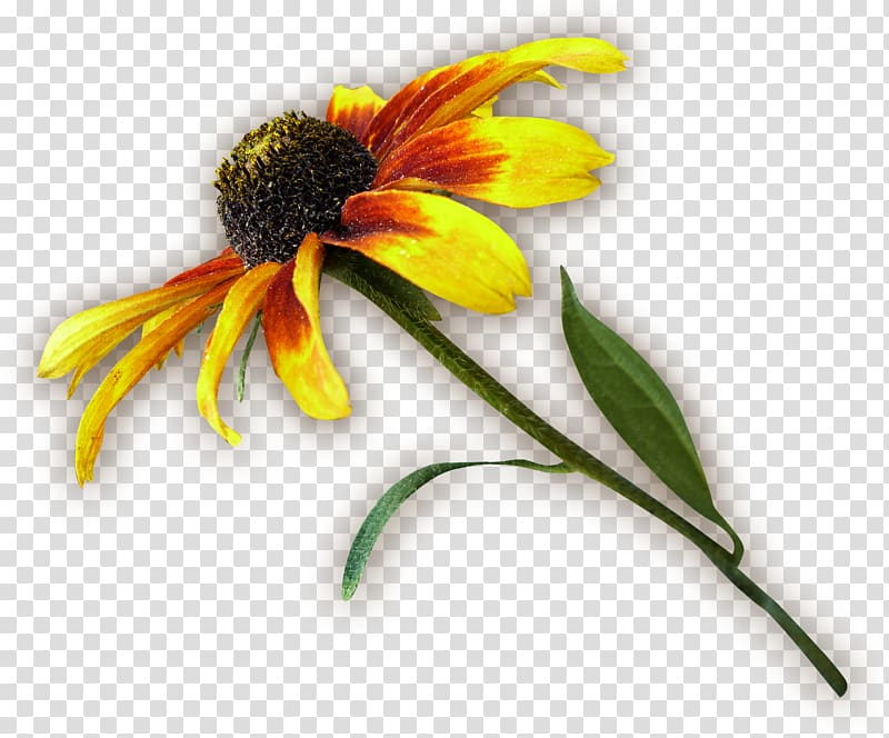 Common sunflower Petal Chrysanthemum, chrysanthemum transparent background PNG clipart