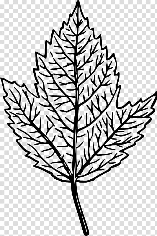 Drawing , mint leaf transparent background PNG clipart