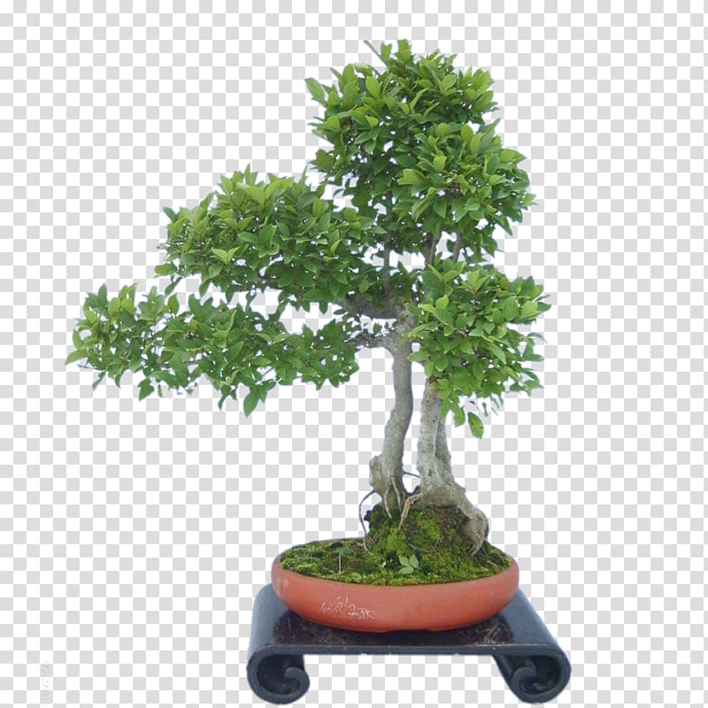 red pot with green bonsai on black stand, Sageretia theezans Flowerpot Tree, tree transparent background PNG clipart