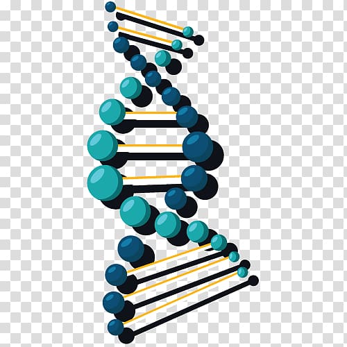 DNA Nucleic acid double helix Gene Science, science transparent ...
