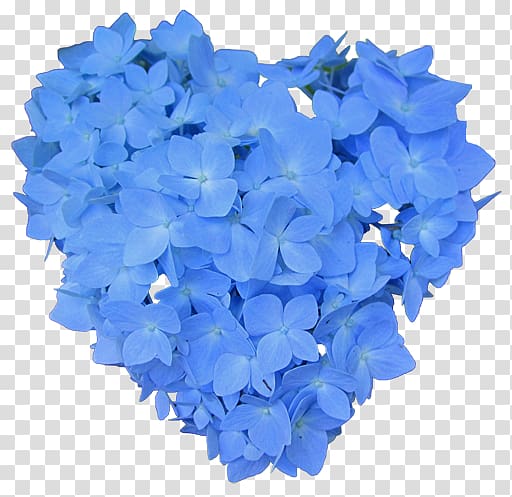 Hydrangeaceae Cut flowers Petal, Hydrangea blue transparent background PNG clipart