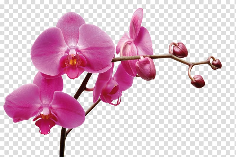 Thai Orchids Co., Ltd. Moth orchids Dendrobium ซอย พุทธบูชา 39 แยก 1-1, blume transparent background PNG clipart