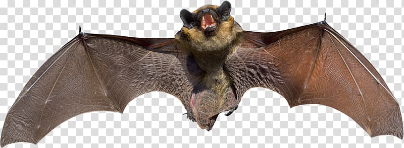 brown and black bat, Bat transparent background PNG clipart