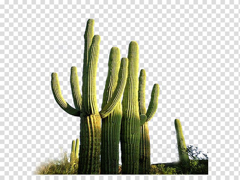 Cactaceae , cactus transparent background PNG clipart