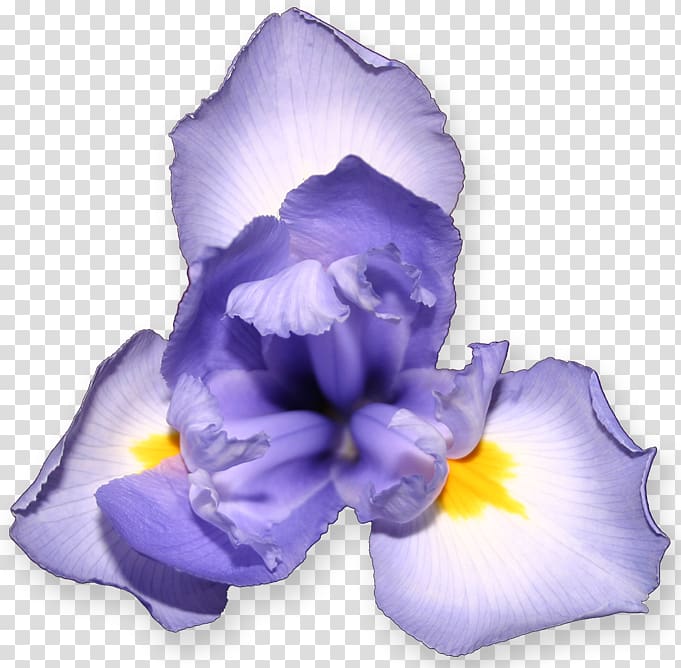 Wall iris Flower Optifarm Iris pseudacorus Petal, flower transparent background PNG clipart