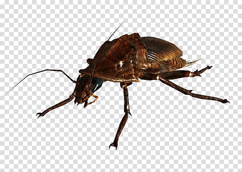 Fallout: New Vegas Fallout 4 Fallout 3 Fallout Tactics: Brotherhood of Steel Wiki, cockroach. transparent background PNG clipart