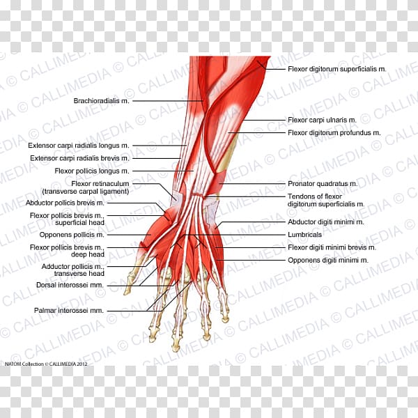 Anterior compartment of the forearm Muscle Muscular system Anatomy, arm transparent background PNG clipart