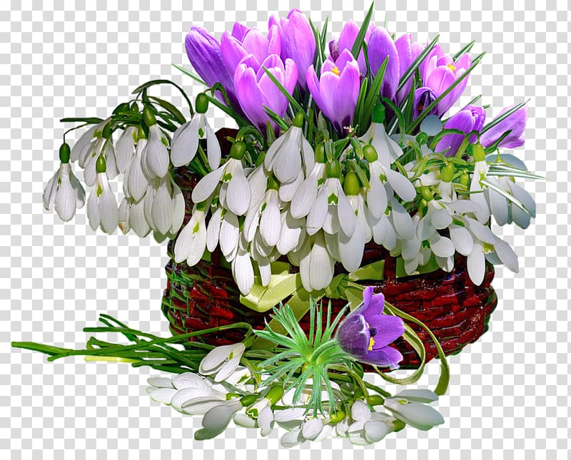Flower Snowdrop , march 8 transparent background PNG clipart